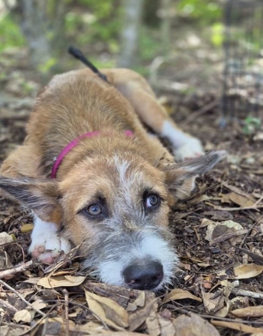 Photo de milou couché dans la nature et regrdant en l'air