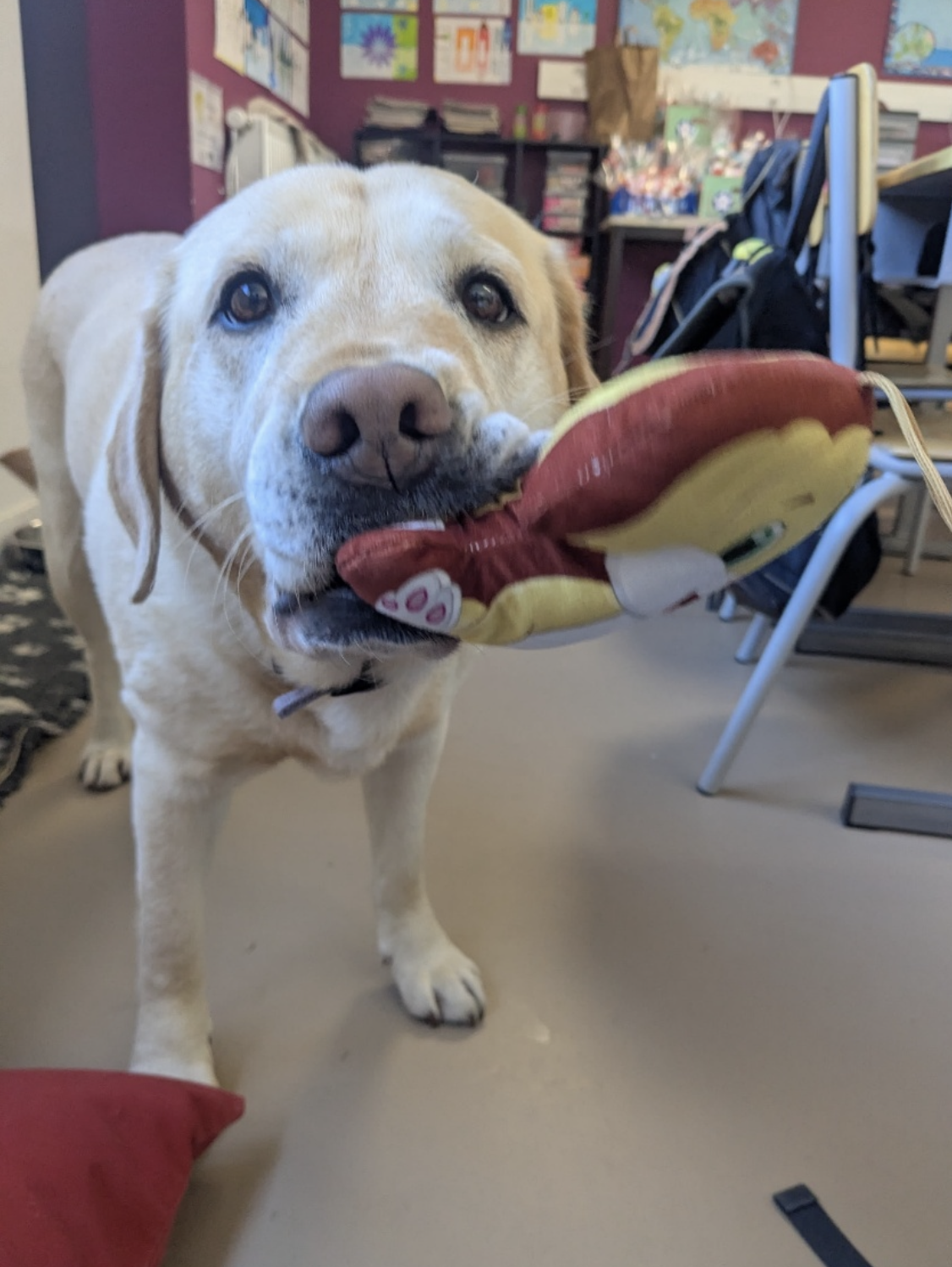 Pretty, chien médiateur à l’école