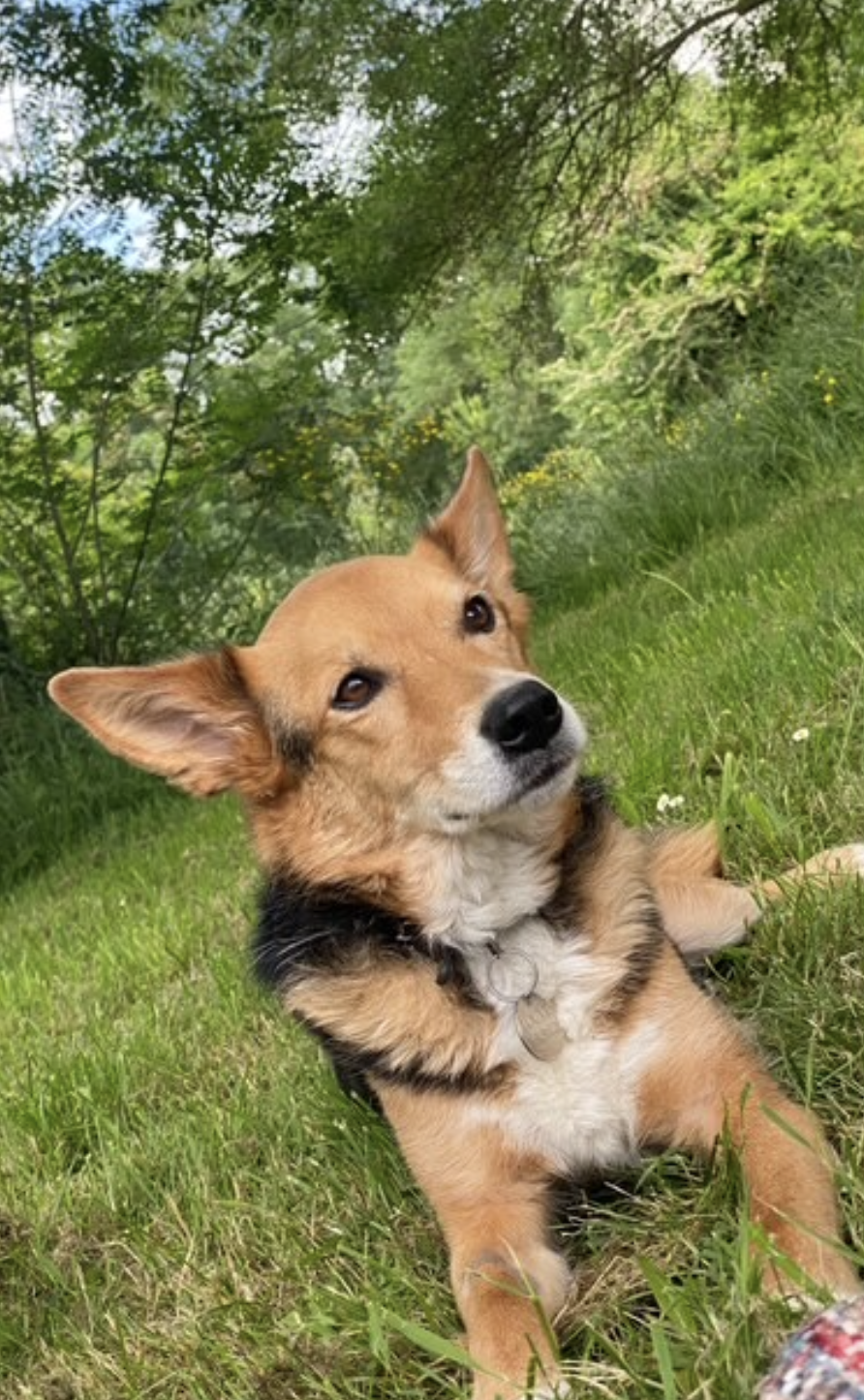 Un chien couché dans l'herbe