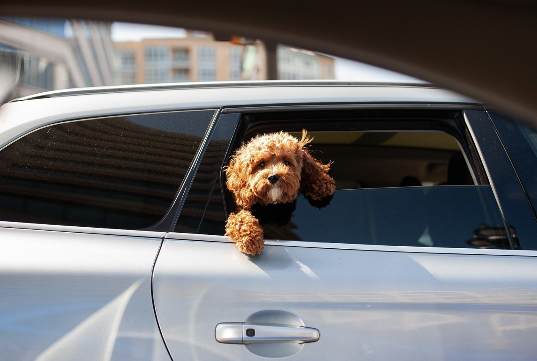 Photo d'un chien passant sa tête à la fenêtre d'une voiture