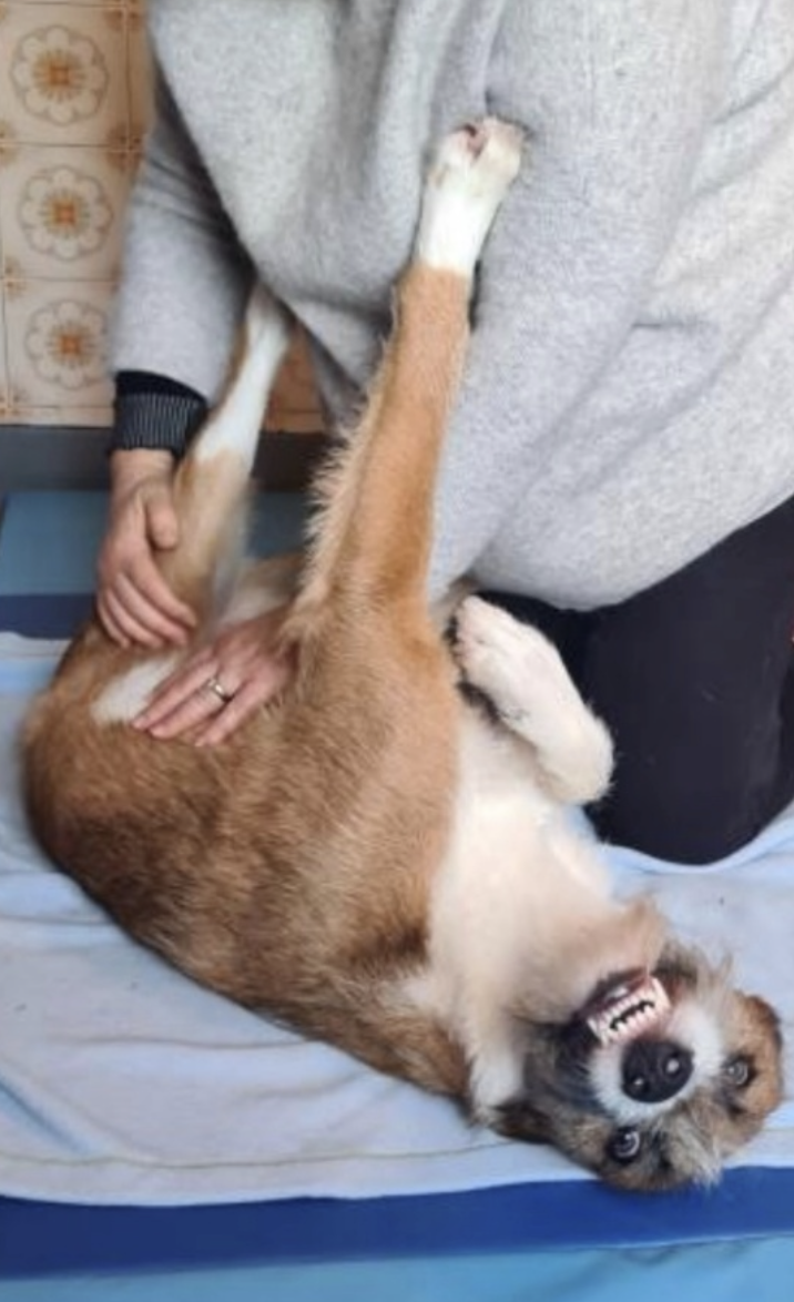 Milou en formation massage canin