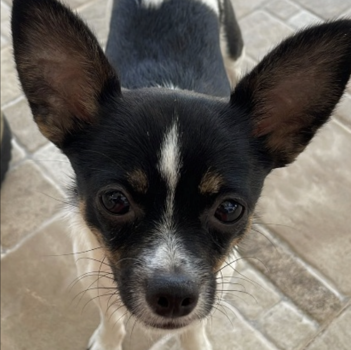 Photo de Isys – Pinscher nain