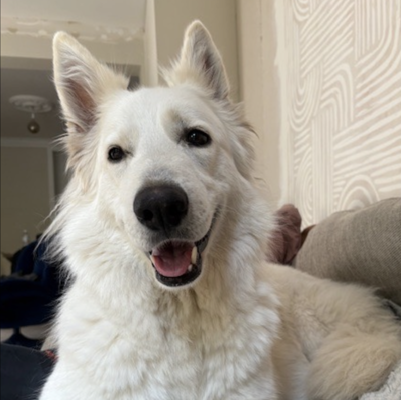 Photo de Stella. Berger Blanc Suisse