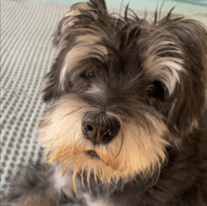 Photo de Molly. Schnauzer Nain